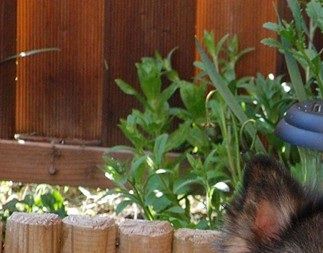Kastanjetorpets Kishu