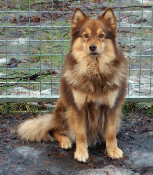 Kastanjetorpets Hurry