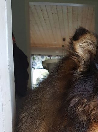 Kastanjetorpets Leo