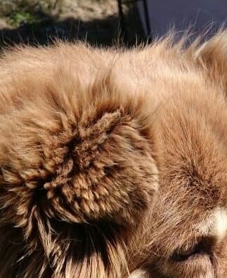 Kastanjetorpets Lovis