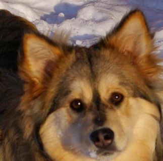 Kastanjetorpets Leya