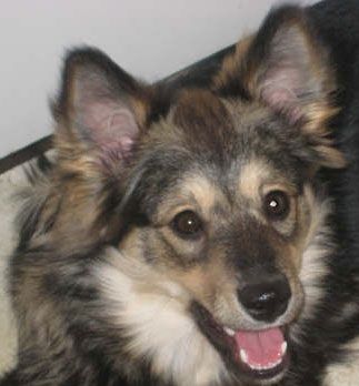 Kastanjetorpets Lieddi