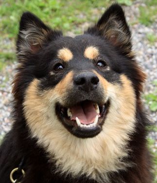 Kastanjetorpets Libby