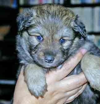 Kastanjetorpets Leika