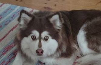 Kastanjetorpets Ohtje