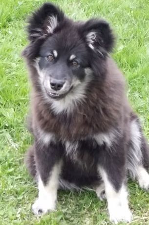 Kastanjetorpets Onnie