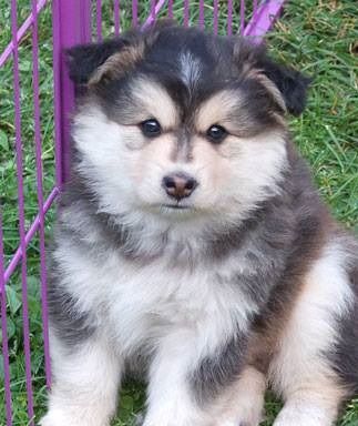 Kastanjetorpets Piius