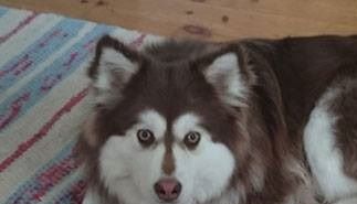 Kastanjetorpets Ohtje