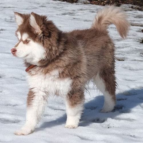 Kastanjetorpets Ohtje