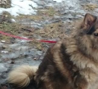 Kastanjetorpets Leya