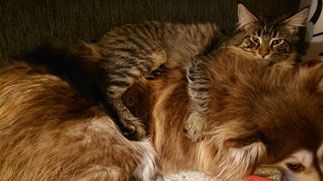 Kastanjetorpets Ohtje och kattkompisen Sixten