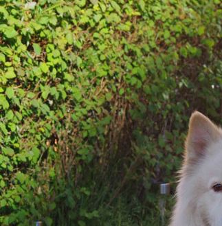 Kastanjetorpets Mumin