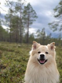 Bamse